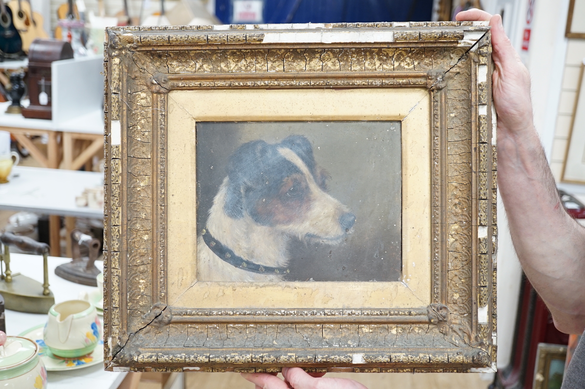 Manner of Alfred Wheeler (1852-1932), oil on board, Study of a Jack Russell's head, 18 x 23.5cm